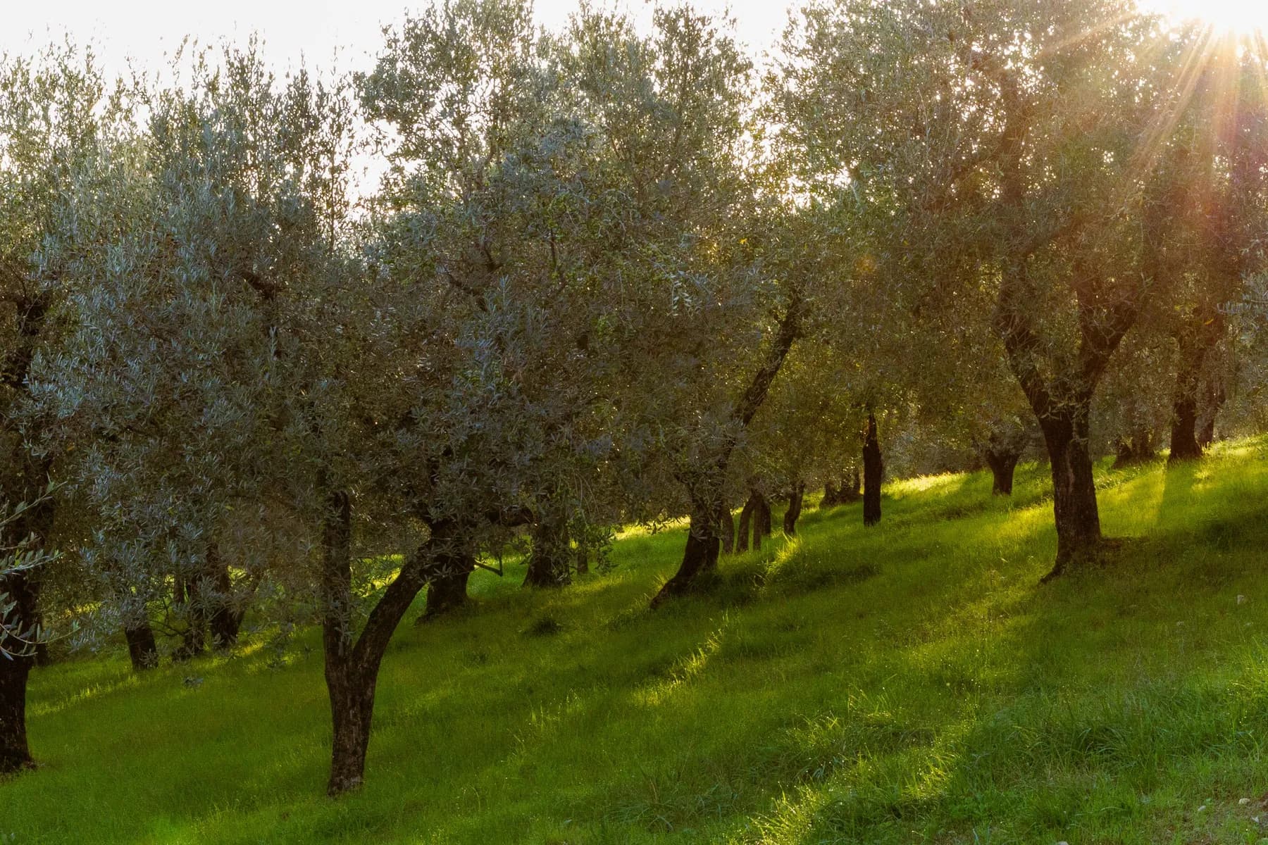 Sunlight falling through a quiet olive grove